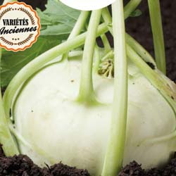 Viena White Kohlrabi